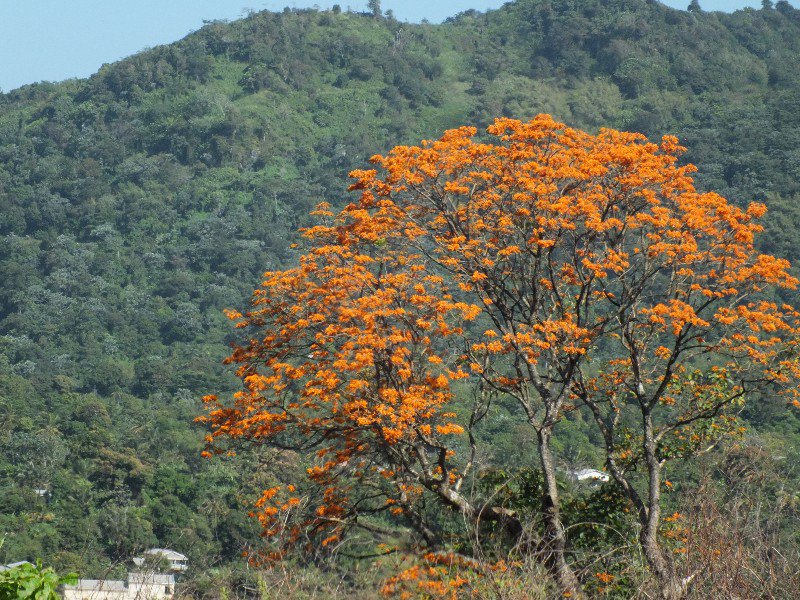 Grenada immortelle trees