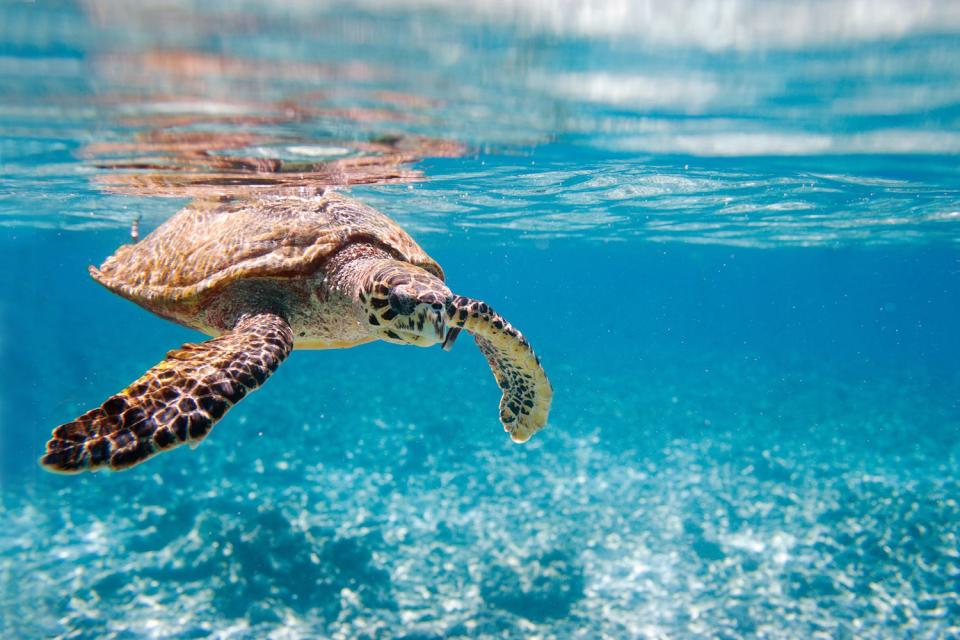 Tobago Keys Turtle