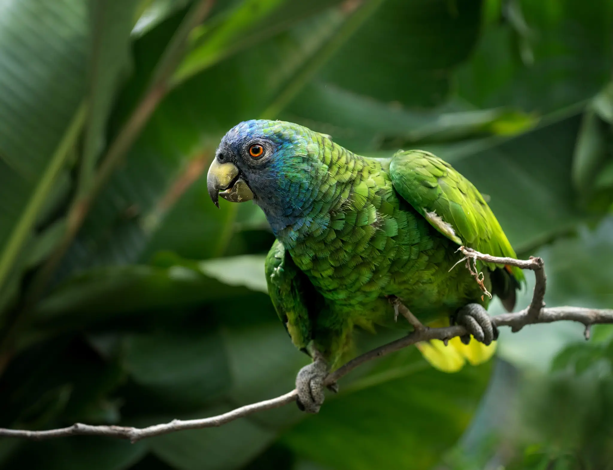 The Sisserou Parrot, national bird of Dominica