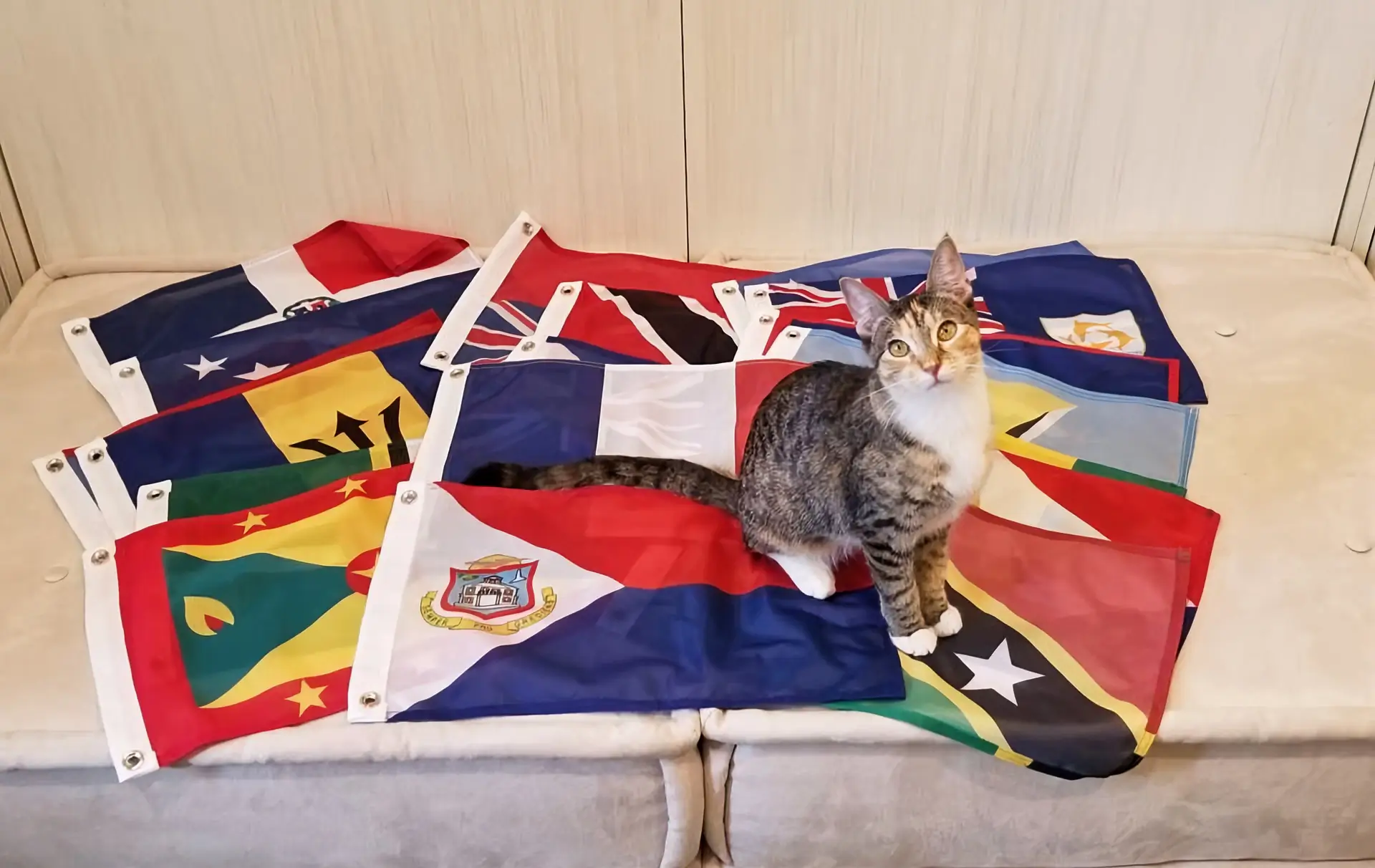 Courtesy flags with cat
