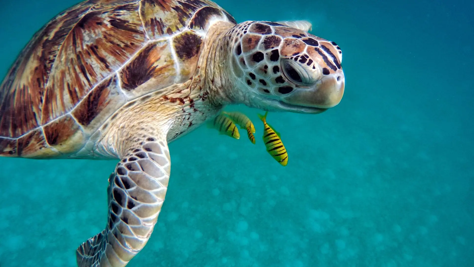 Sea turtle (Tobago Keys)